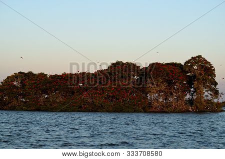 Scarlet Ibis On Delta Das Americas, Parnaiba, Brazil