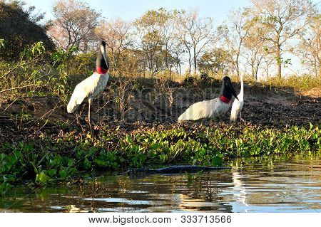 Jabiru Storks, Heron And Caiman On Rio Cuiaba, Pantanal Matogrosso Brazil