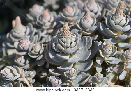 Orostachys Chinese Hat - Latin Name - Orostachys Iwarenge Chinese Hat