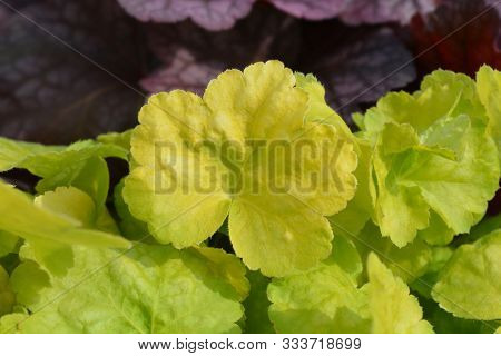 Coral Bells World Caffe Romano Leaves - Latin Name - Heuchera World Caffe Romano