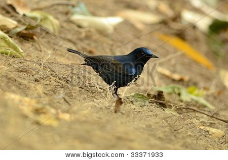 Robin White-tailed maschio