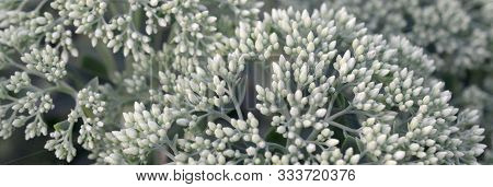 Lot Of Blooming Hylotelephium Telephium White Flowers With Green Leaves And Stems