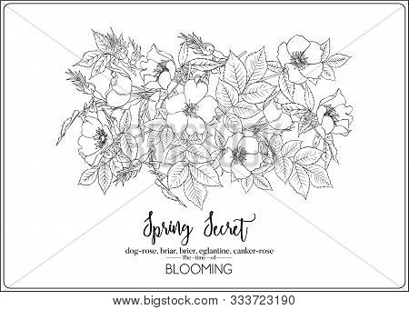 Dog-rose, Briar, Brier, Eglantine, Canker-rose. Template For Wedding Invitation, Greeting Card, Bann