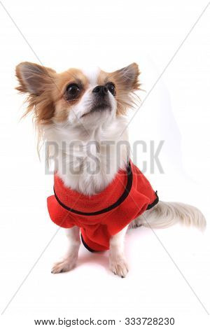 Long Hair Chihuahua Violka Dressed In New Outfit
