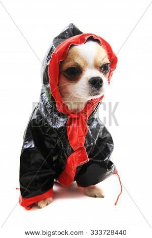 Chihuahua Violka Dressed In New Outfit