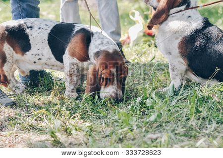 Tricolor Beautiful Adorable Basset Hound Staying On Grass. Basset Hound Hunting Dog Looking For Snif