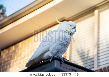 Sulphur-crested Cockatoo Seating On A Roof. Urban Wildlife. Australian Backyard Visitors