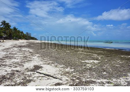Seaweed Covered Paje Beach During Low Tide, Zanzibar, Tanzania. Zanzibar Scenery