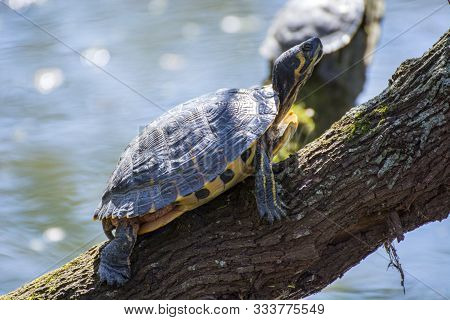 Photo Of A Tortoise On A Tree With Selective Focus, Several Colours And Sunlight.