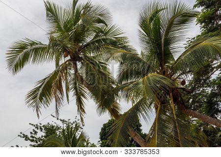 Beach At Ebb With Palm Trees At Lokobe Nature Strict Reserve In Madagascar, Nosy Be, Africa