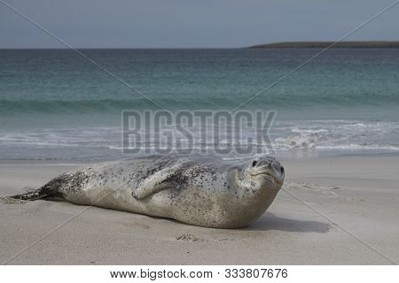 Leopard Seal (hydrurga Leptonyx) Resting On A Sandy Beach Bleaker Island In The Falkland Islands.