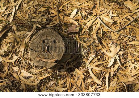 Tree Stump With A Funny Face Standing On A Forest Floor Covered With Dry Fallen Eucalyptus Leaves, G