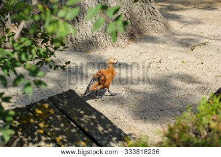 Portrait Of A Ruddy Shelduck. The Ruddy Shelduck Tadorna Ferruginea , Known In India As The Brahminy