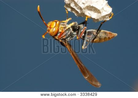 Hveps i sin rede (Polistes Sp.)