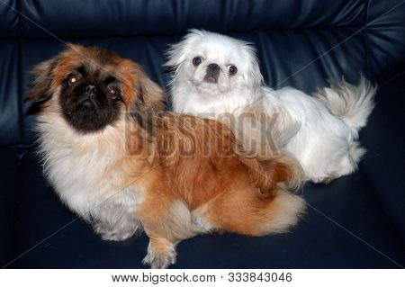 Pet Dogs Showing Off To Camera In China