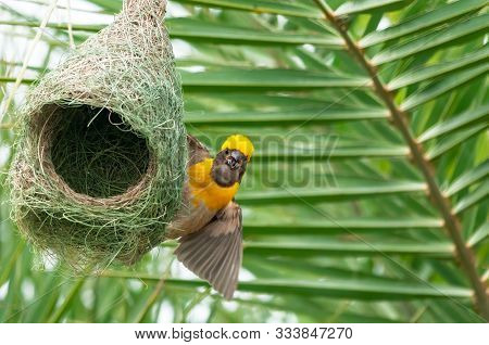 Baya Weaver Sitting On Its Nest Making A Call