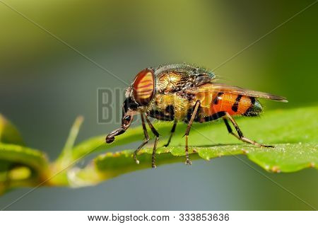 Side View Of A Fly Taking Rest On A Leaf