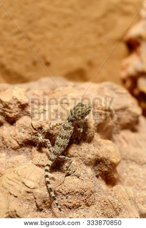 Close-up Of A Young Gecko (tenuidactylus Caspius) Sitting On A Rock And Looking Down.  Top View With