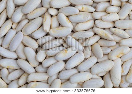 Texture Of White Beans (fabes) Raw (legume)