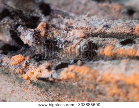 Mouldy (moldy) Bread. Bread With Mold (must, Mustiness, Mildew). Close-up.