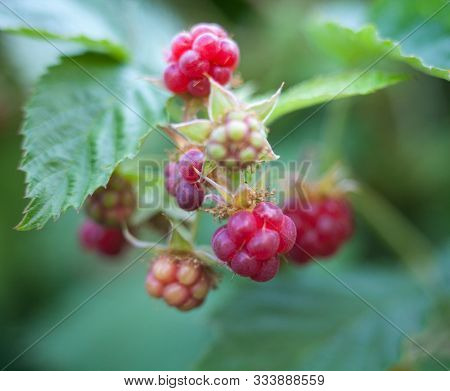 Red And Green Raspberries (rubus) On The Raspberry Bush In The Garden. Close-up.
