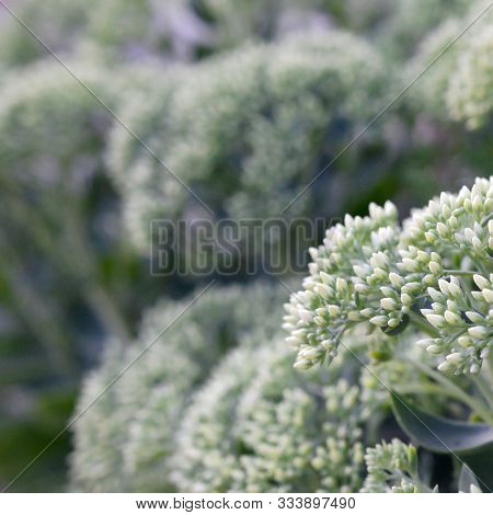 Lot Of Blooming Hylotelephium Telephium White Flowers With Green Leaves And Stems