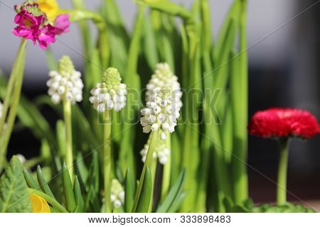 Muscari Armeniacum Album - White Grape Hyacinth, Armenian Grape Hyacinth, Garden Grape-hyacinth