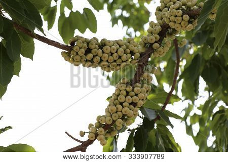 A Group Of Figs That Are On The Branches Of The Fig Tree.