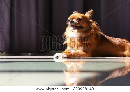 Chihuahua Sunbathing On The Floor. Sunbathing For The Health Of Pets.