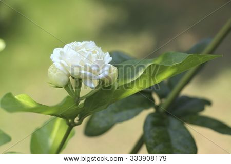 Jasmine And Leaves On The Jasmine Branch On Blurred Background.