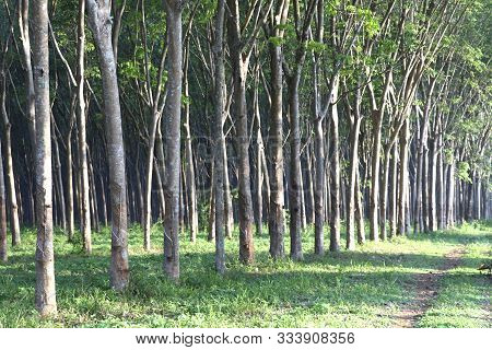 Rubber Tree In The Garden Are Making Rubber Tapping To Remove Latex.