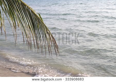 The Stem Of The Coconut Tree With A Beach Background.