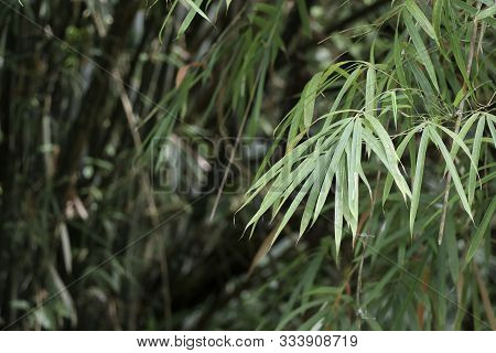Bamboo Leaves With Selective Focus On Blurred Background.