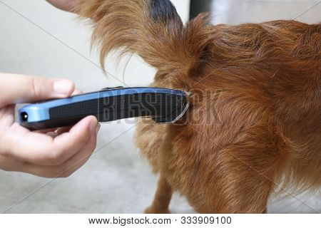 Trim The Fur On The Bottom Of The Chihuahua Dog For Cleanliness And Hygiene. The Veterinarian Is Cut