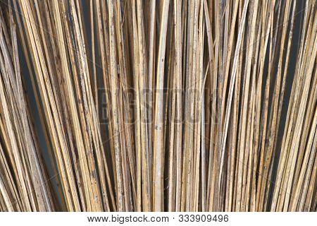 Close Up Dry Stalk Of Coconut Leaves. Background Of Stalk Coconut Leaves.