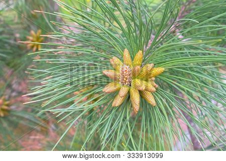 Small Young Cones Looks Like Amazing Flowers On Pine Tree Branches, Closeup. Growing Beautiful Pine 