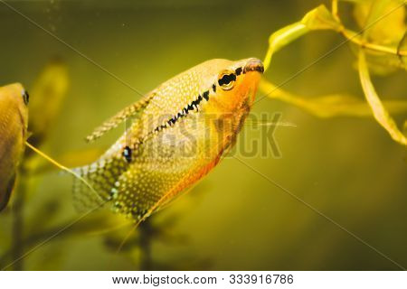 Pearl Gourami Trichopodus Leerii Freshwater Aquarium Fish In Fish Tank. Aquaria Concept