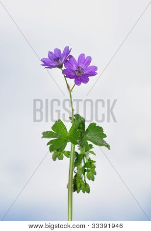 Żywopłoty żurawia-bill (geranium Pyrenaicum)