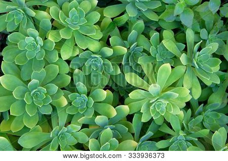 Succulents Plants, Top View. Aeonium Lindleyi Plants.succulent Plant For Landscape Design. Green Pat