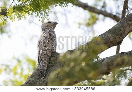 Close Up Of A Great Potoo Perched In A Tree, Pantanal, Brazil.
