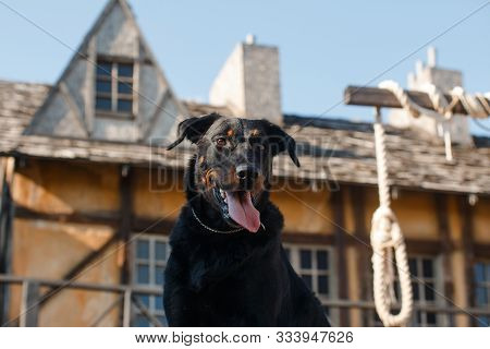 Black Big Dog Of The Beauceron Breed (french Shepherd) Is Sitting On The Platform With The Decoratio