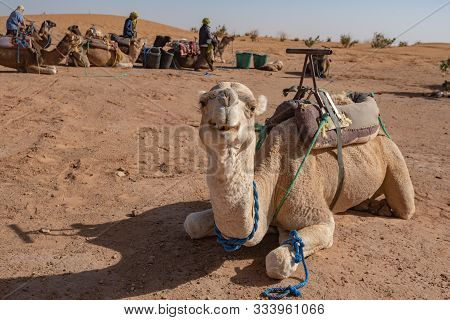 Camel In Sahara Desert, Morocco. Camels Dromedary Resting Lying On The Sand.