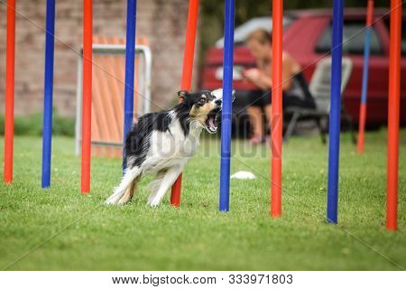 Agility Slalom And Border Collie. Tricolor Border Collie Is Running Slalom On Czech Agility Competit