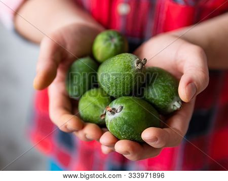 Man In Tartan Plaid Shirt Holds Feijoa Or Pineapple Guava And Guavasteen, Also Known As Acca Sellowi