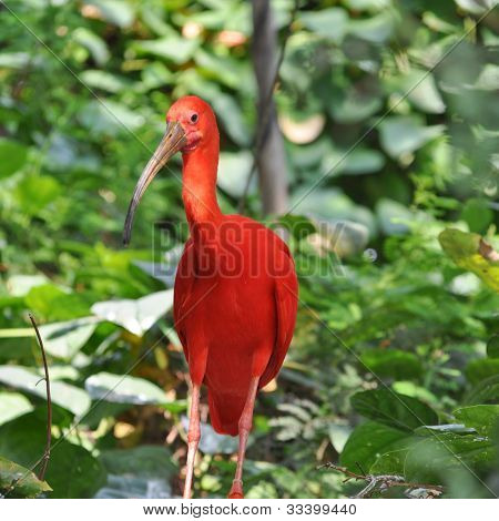 Écarlate Ibis sacré