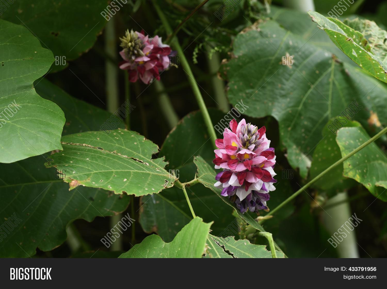 Kudzu Flowers. Kudzu Image & Photo (Free Trial) Bigstock