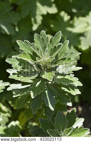 Gold And Silver Chrisanthemum Leaves - Latin Name - Ajania Pacifica