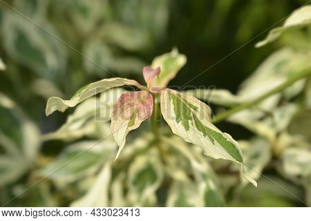 Wedding Cake Tree Leaves - Latin Name - Cornus Controversa Variegata