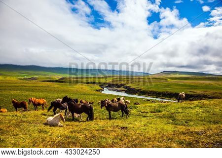 Only one breed of horse lives in Iceland. Beautiful and well-groomed Icelandic horses on a free pasture. Green fresh tall grass in Tundra. Summer in Iceland. Journey of dreams.