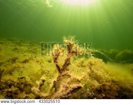 Fucus Vesiculosus Or Bladderwrack Lit Up By Rays Of Sunlight Penetrating The Water. Picture From The